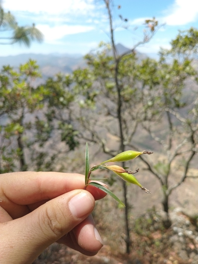 Epidendrum petacaense photo 4