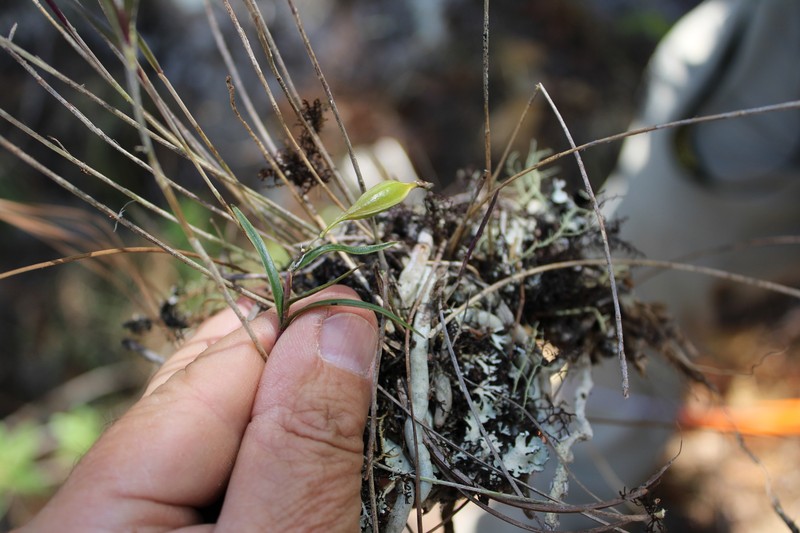 Epidendrum petacaense photo 5
