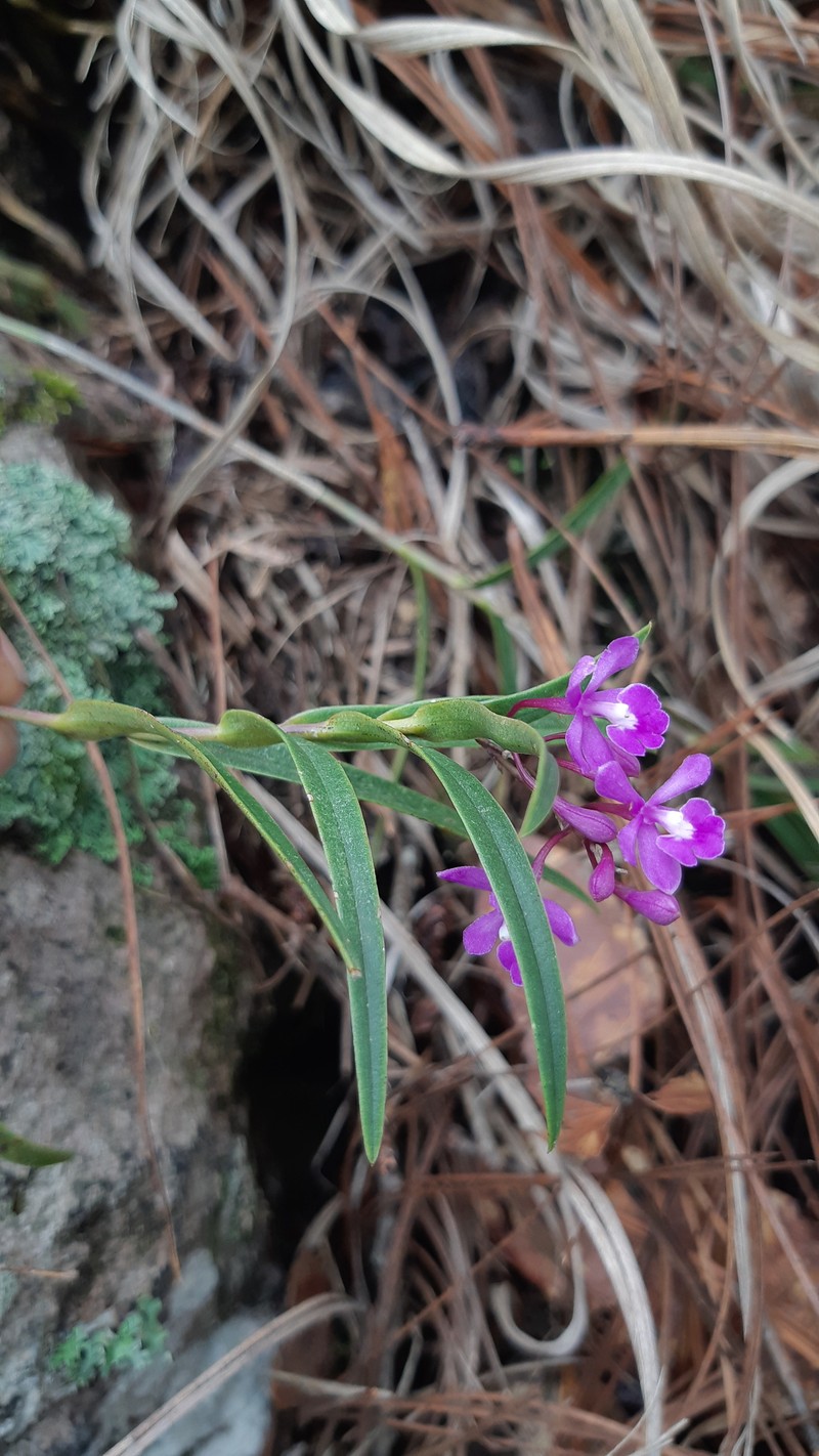Epidendrum petacaense photo 8
