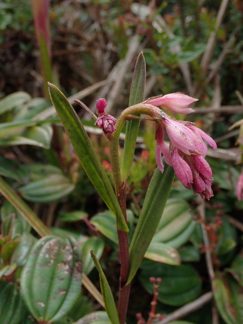 Epidendrum podocarpense photo 2