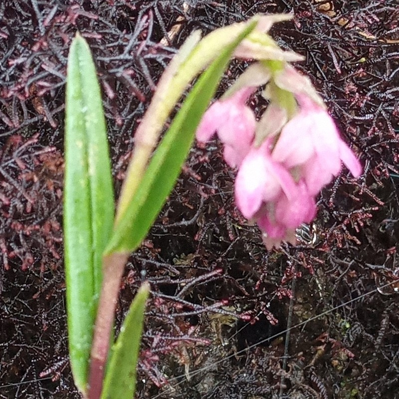 Epidendrum podocarpense photo 3