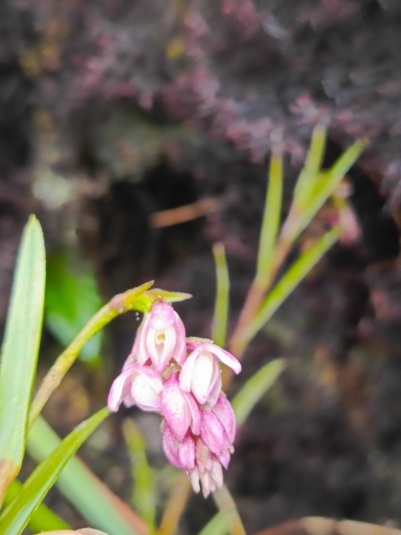 Epidendrum podocarpense photo 4