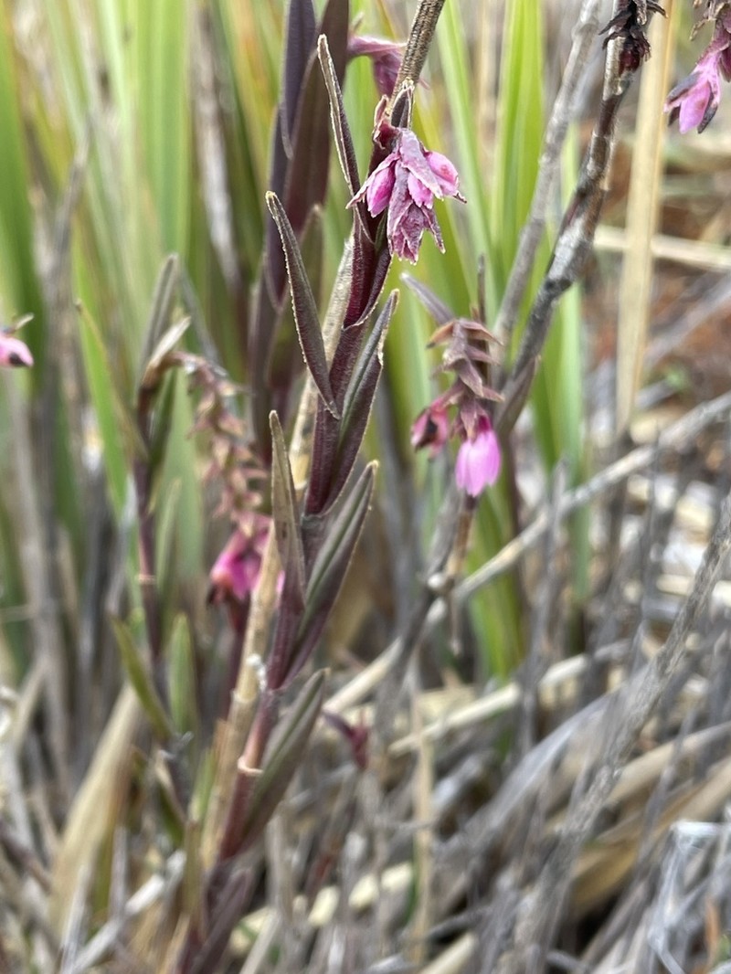 Epidendrum podocarpense photo 5