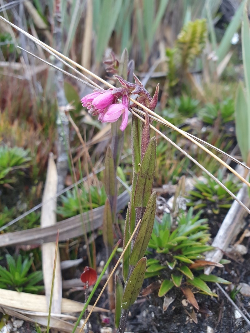 Epidendrum podocarpense photo 6