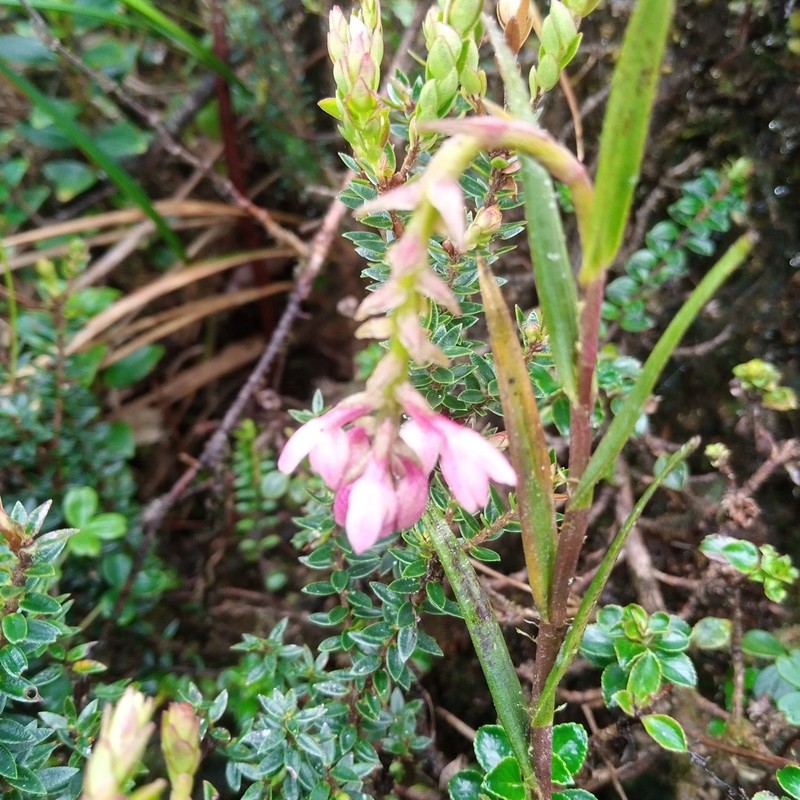 Epidendrum podocarpense photo 7
