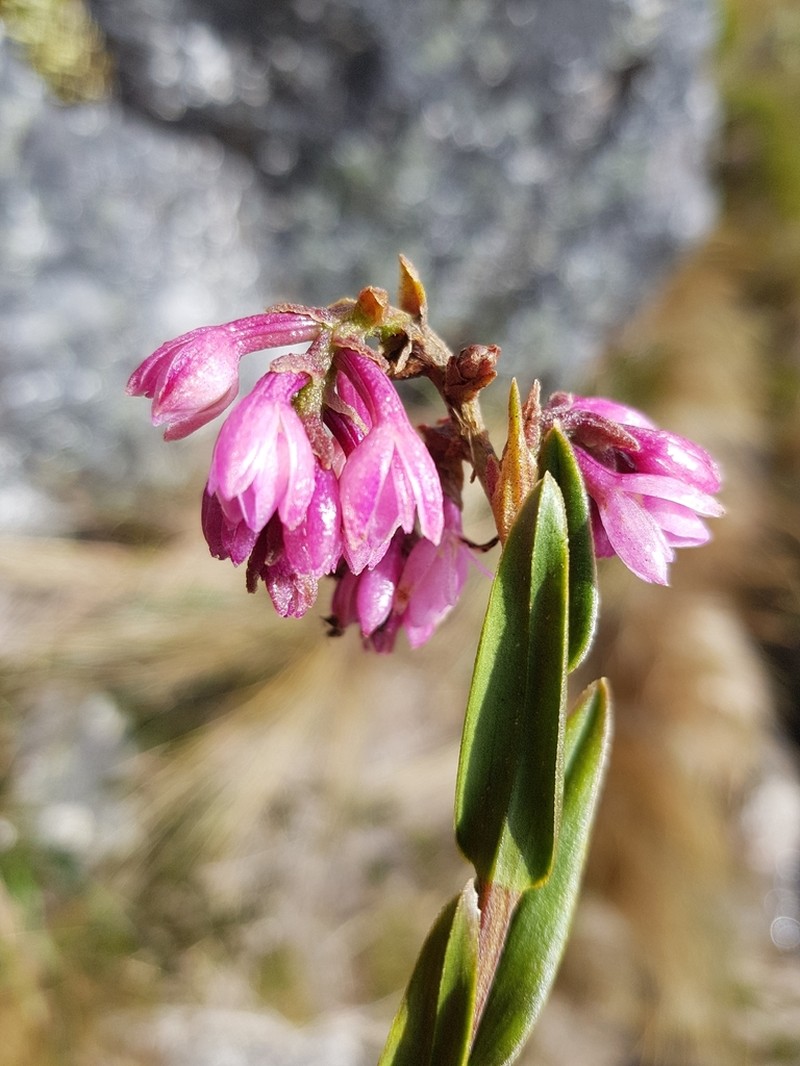 Epidendrum podocarpense photo 8