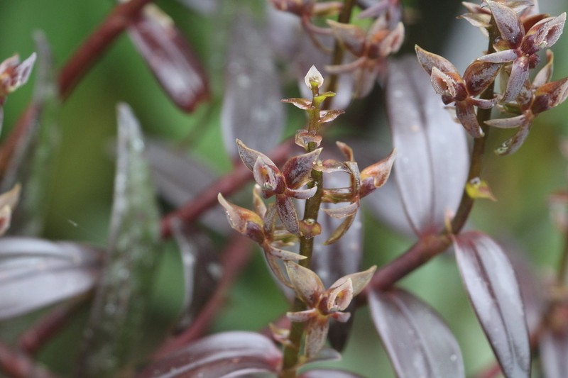 Epidendrum porphyrostachyum