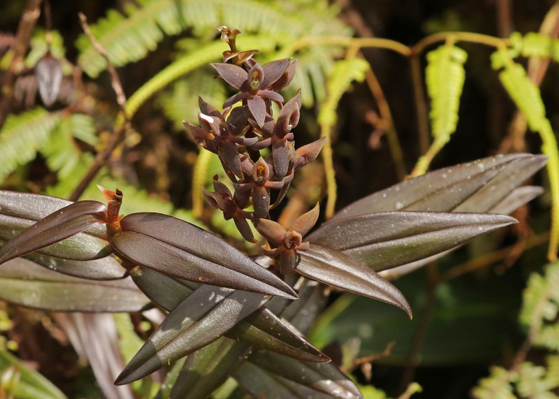 Epidendrum porphyrostachyum photo 3