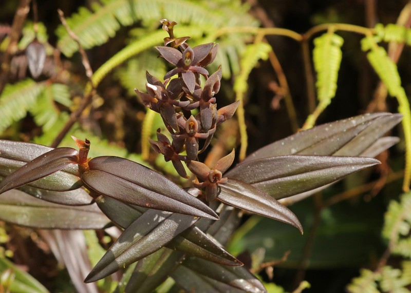 Epidendrum porphyrostachyum photo 4