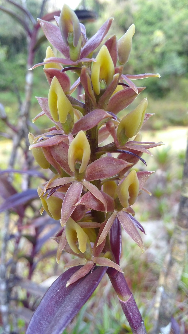 Epidendrum porphyrostachyum photo 5