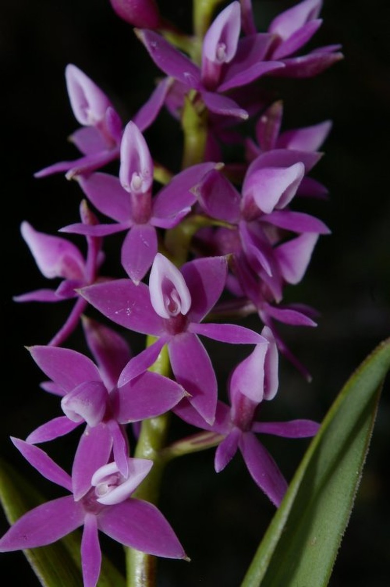 Epidendrum puracestachyum
