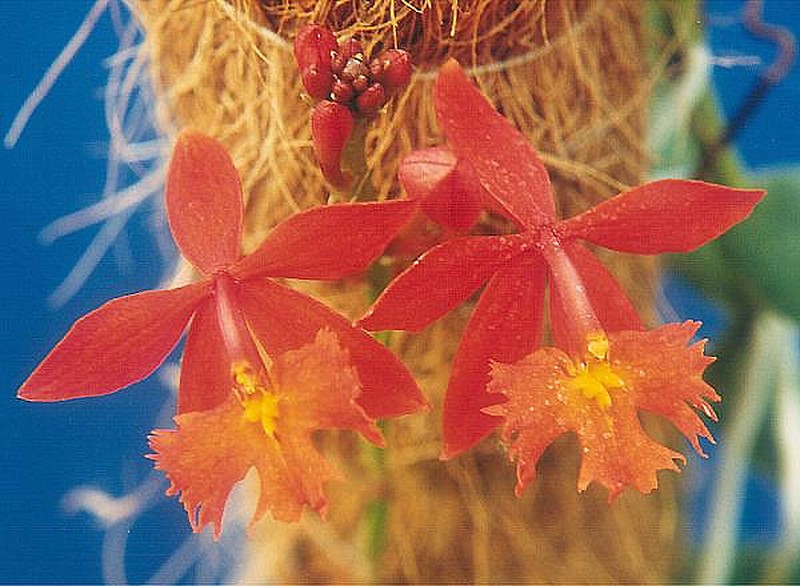 Fire Star Orchid photo 2