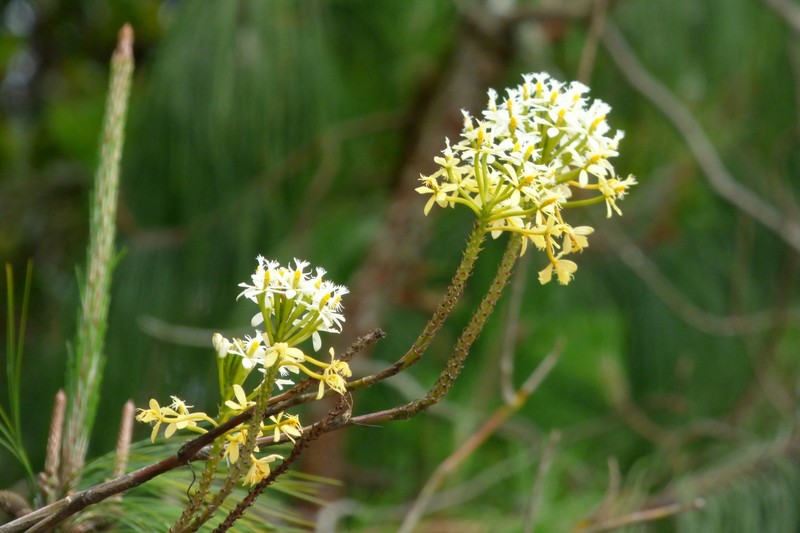 Fire Star Orchid photo 3