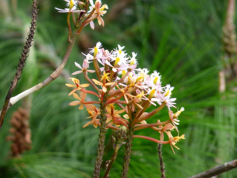 Fire Star Orchid photo 4