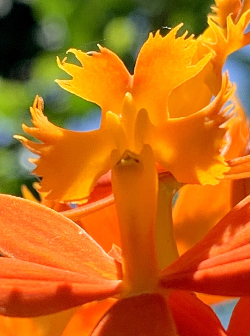 Fire Star Orchid photo 5