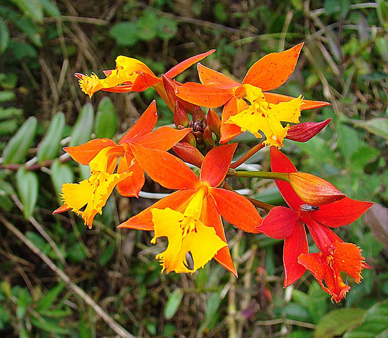 Fire Star Orchid