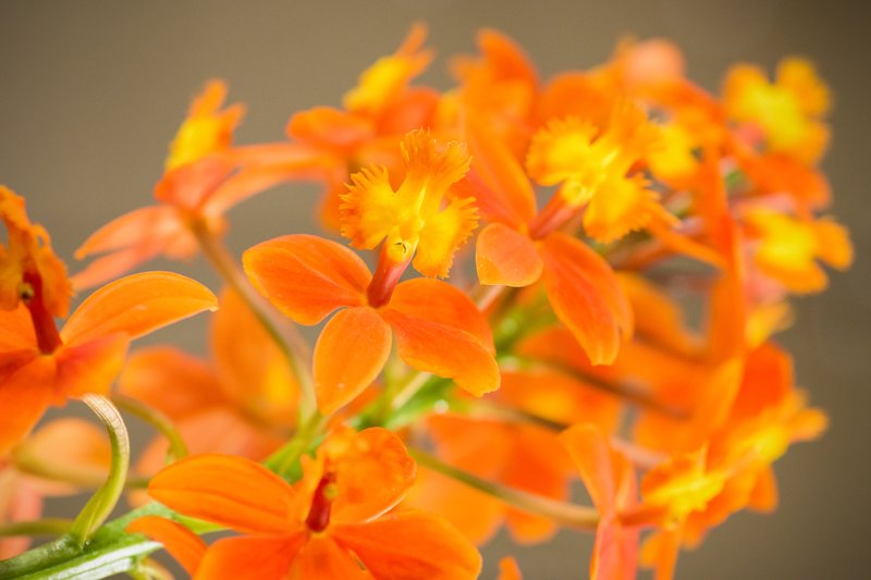 Fire Star Orchid photo 6