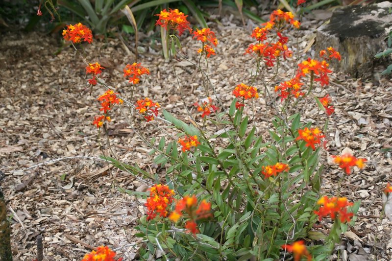 Fire Star Orchid photo 7