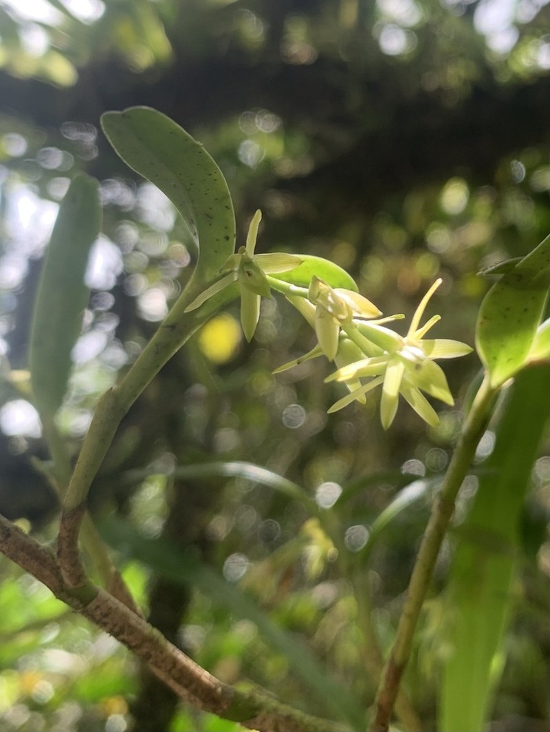 Mountain Star Orchid
