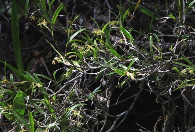 Mountain Star Orchid photo 2