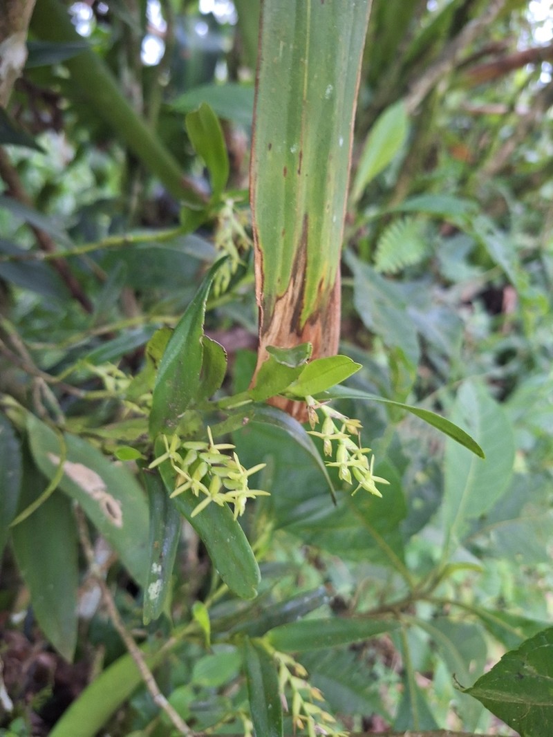 Mountain Star Orchid photo 3