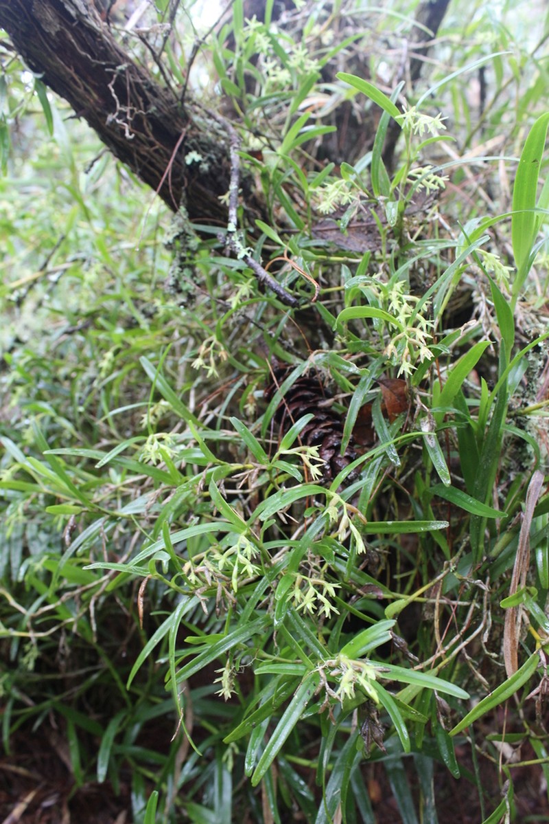 Mountain Star Orchid photo 4