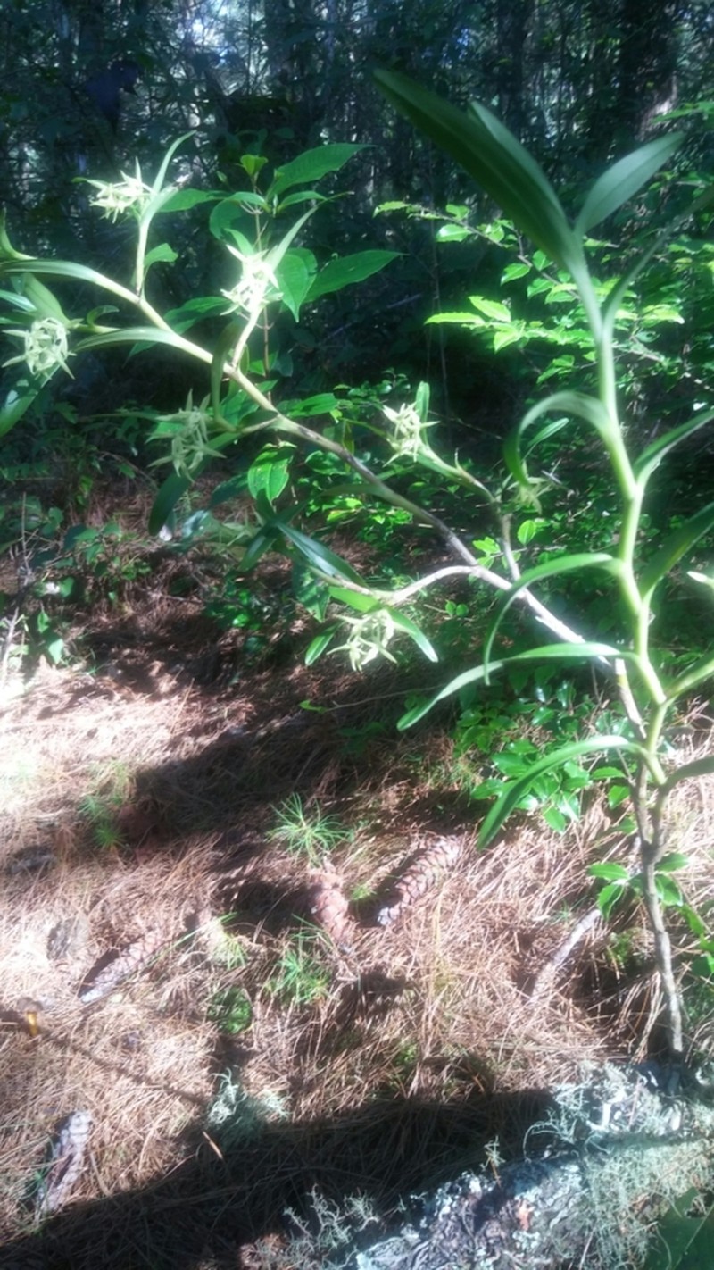 Mountain Star Orchid photo 5