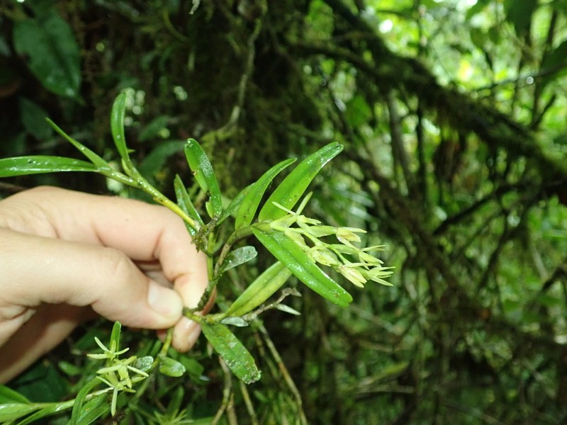 Mountain Star Orchid photo 6