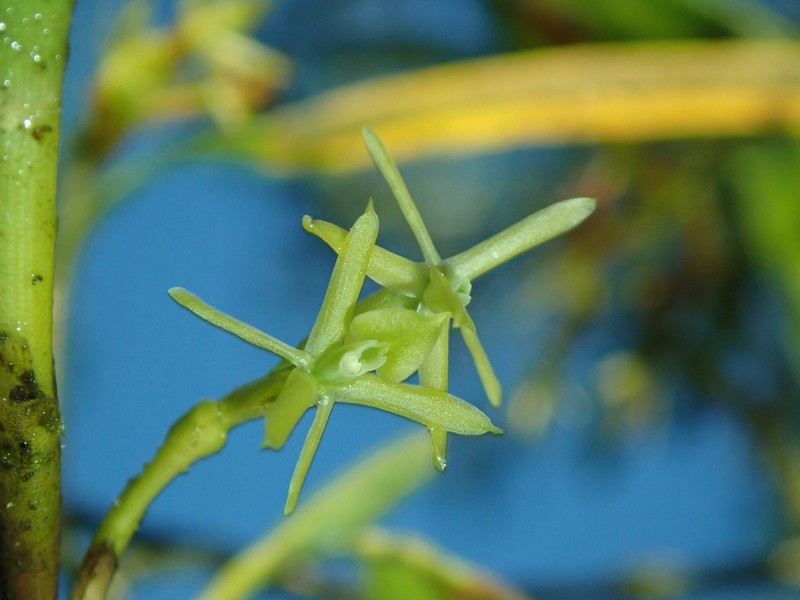 Mountain Star Orchid photo 7