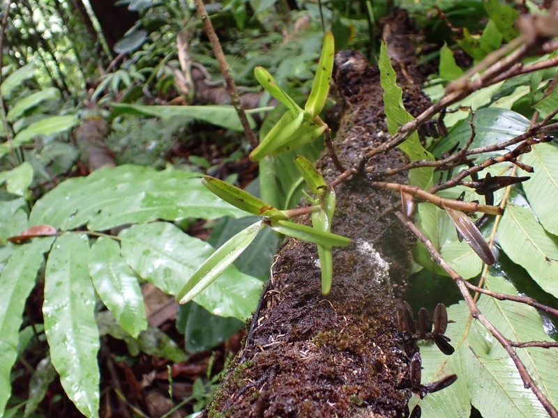Mountain Star Orchid photo 8