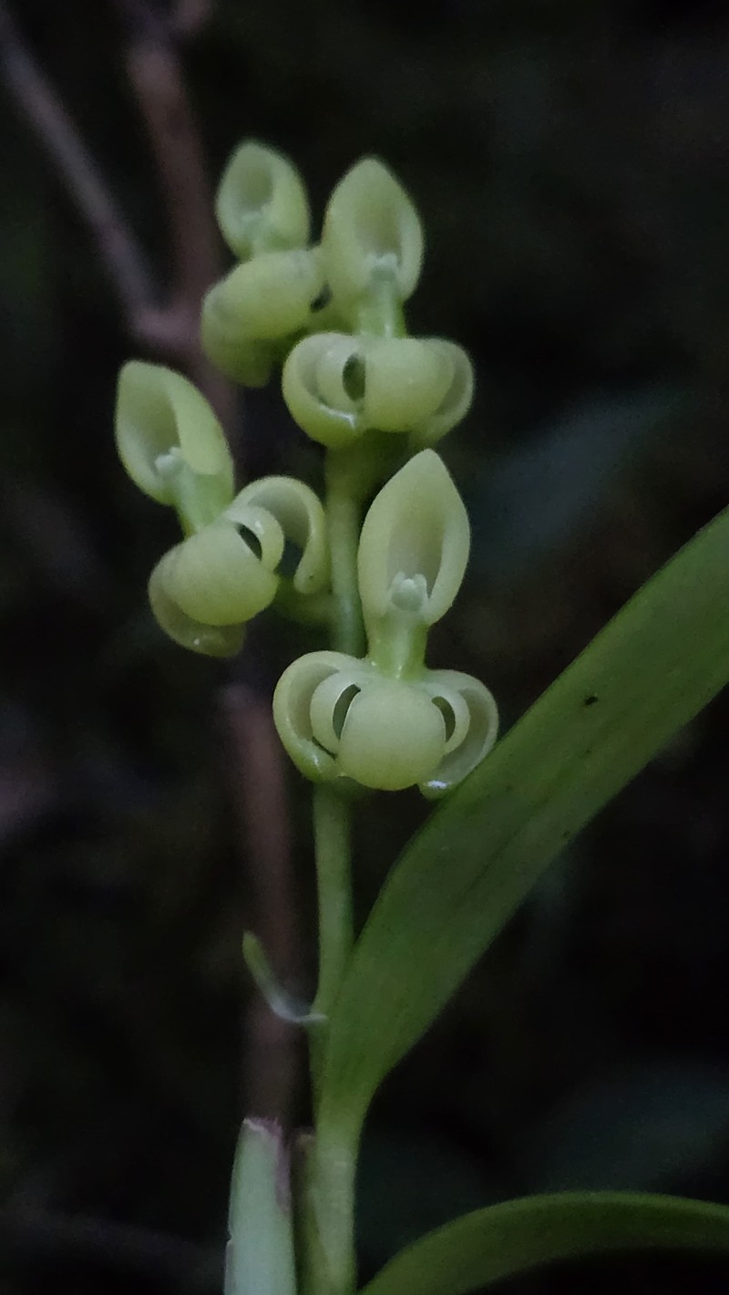 Epidendrum recurvitepalostachyum