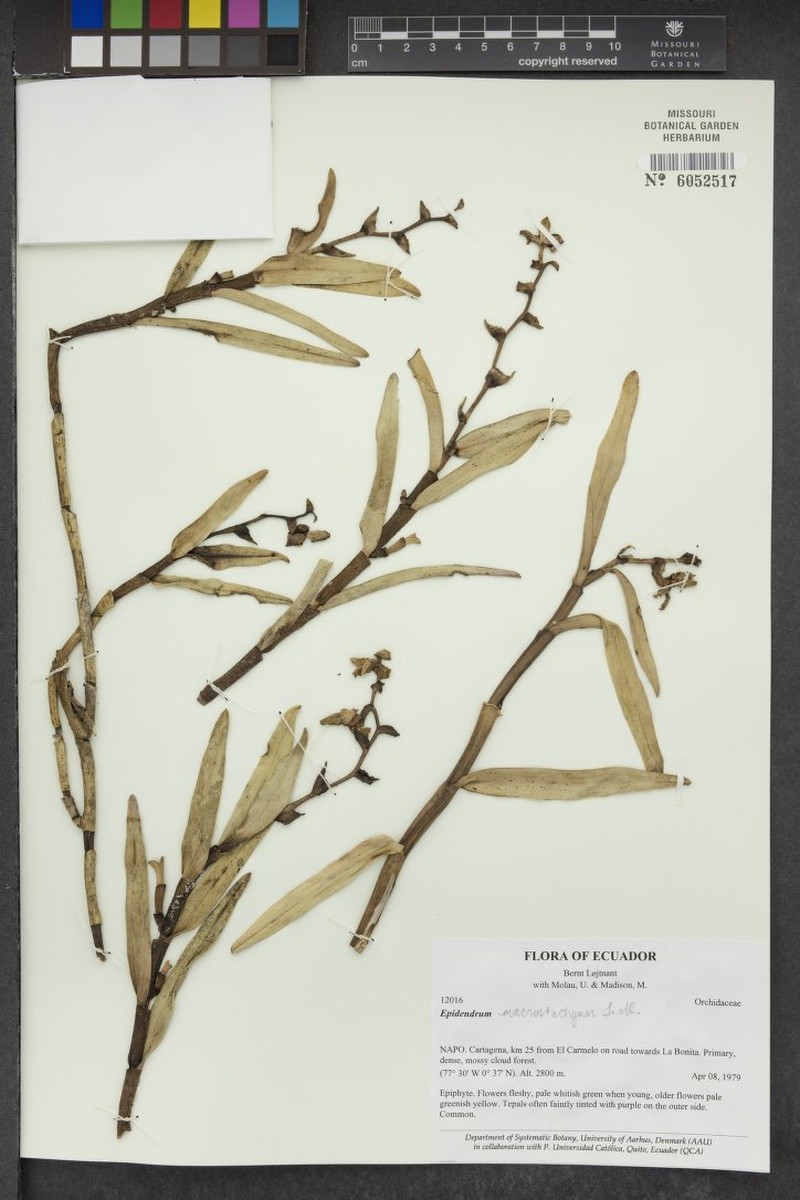 Epidendrum recurvitepalostachyum photo 2