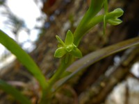 Stiff Flower Star Orchid