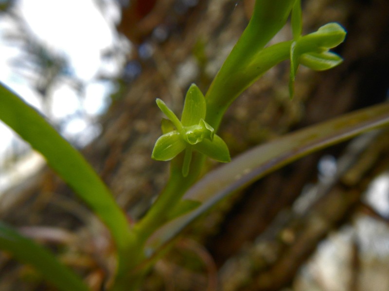 Stiff Flower Star Orchid