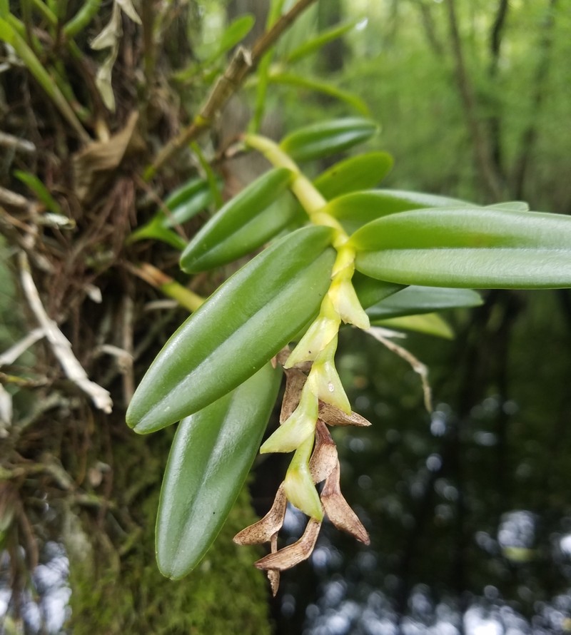 Stiff Flower Star Orchid photo 2