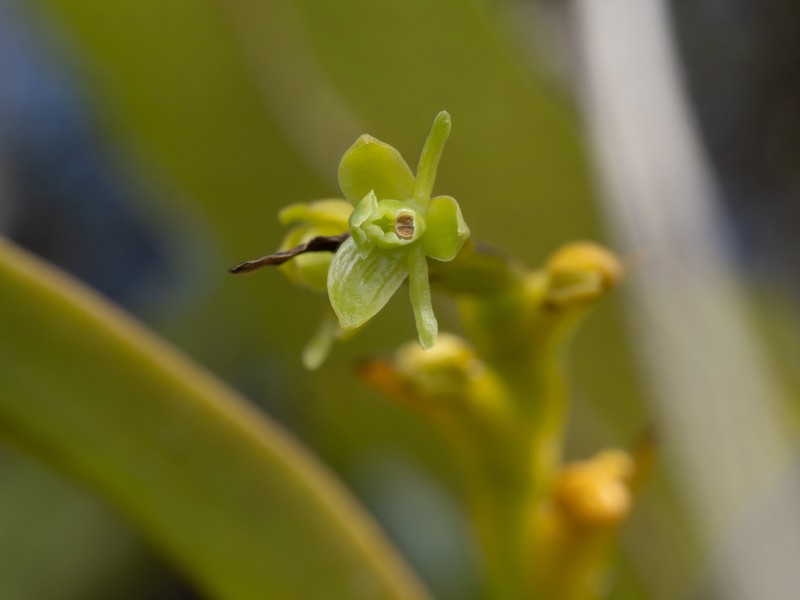 Stiff Flower Star Orchid photo 3