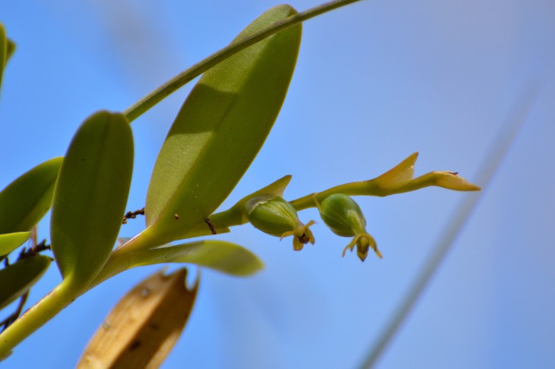 Stiff Flower Star Orchid photo 4