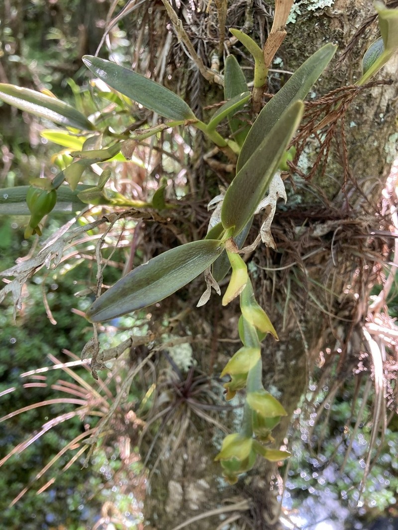 Stiff Flower Star Orchid photo 5