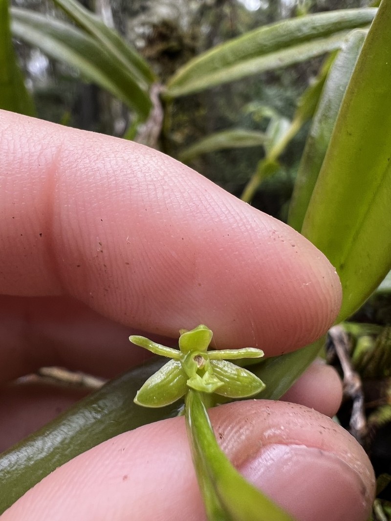 Stiff Flower Star Orchid photo 6