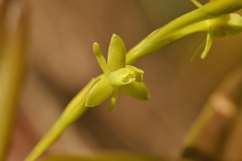 Stiff Flower Star Orchid photo 7