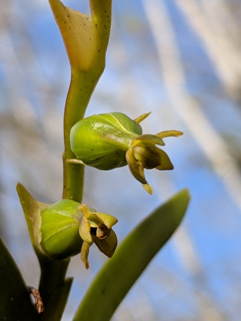 Stiff Flower Star Orchid photo 8