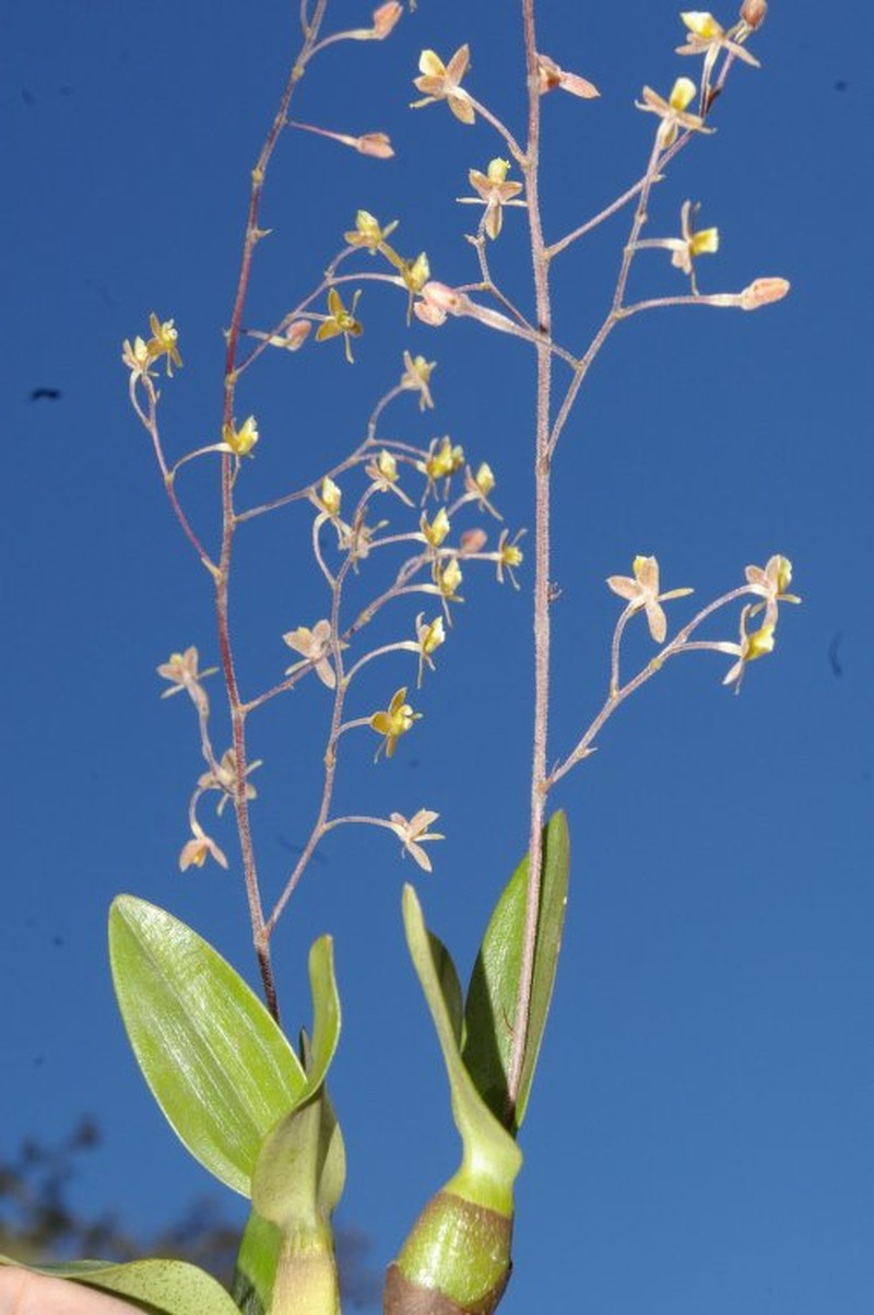 Epidendrum rocioae