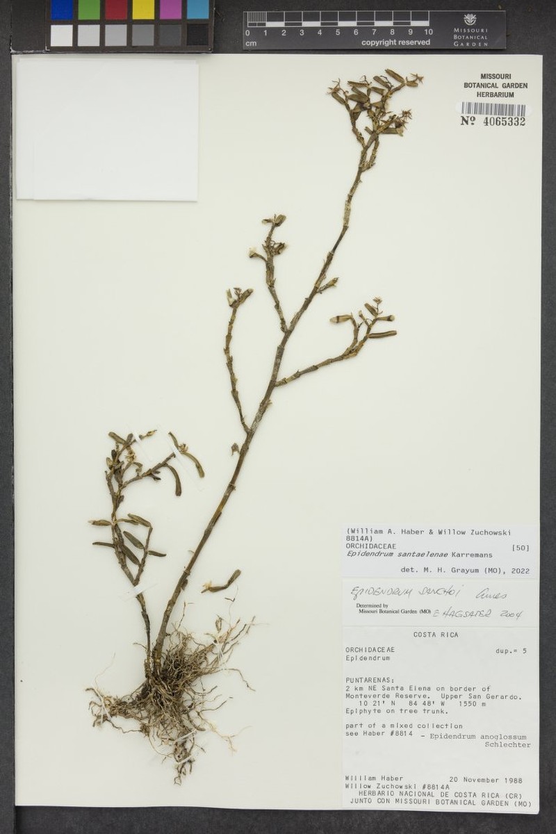 Epidendrum santaelenae