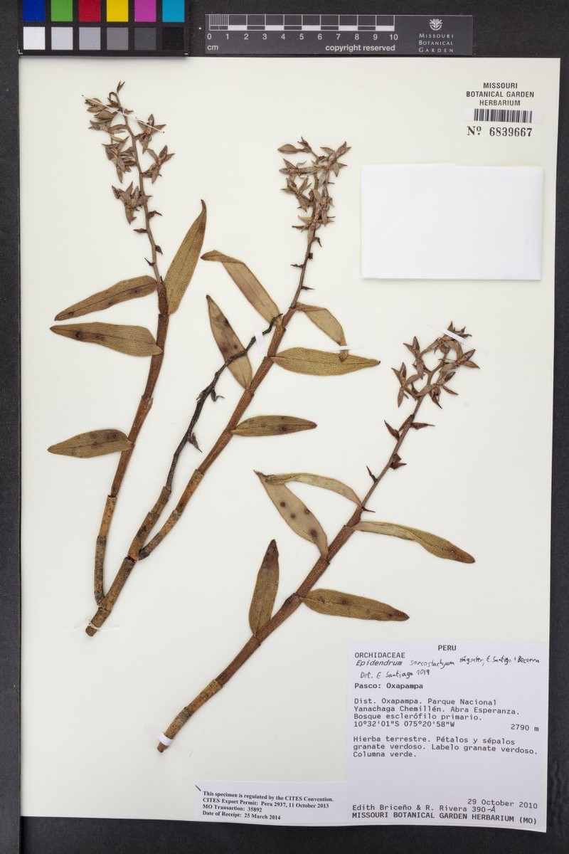 Epidendrum sarcostachyum