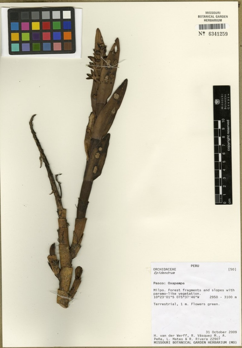 Epidendrum sarcostachyum photo 2