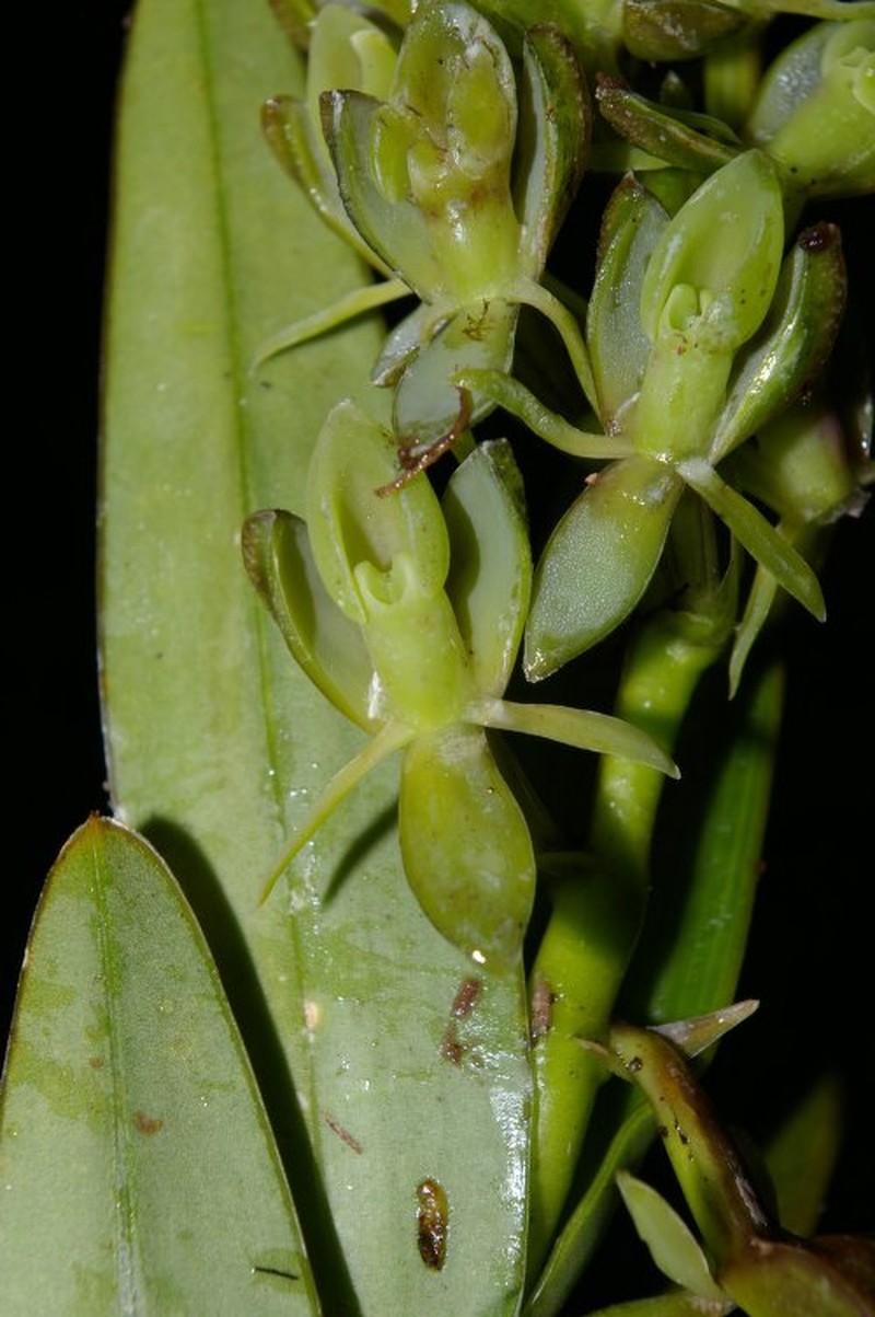 Epidendrum sarcostachyum photo 3