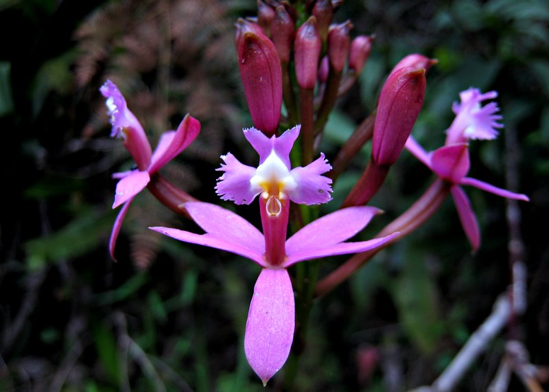 Lopsided Star Orchid