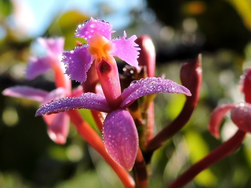 Lopsided Star Orchid