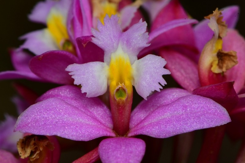 Lopsided Star Orchid photo 2