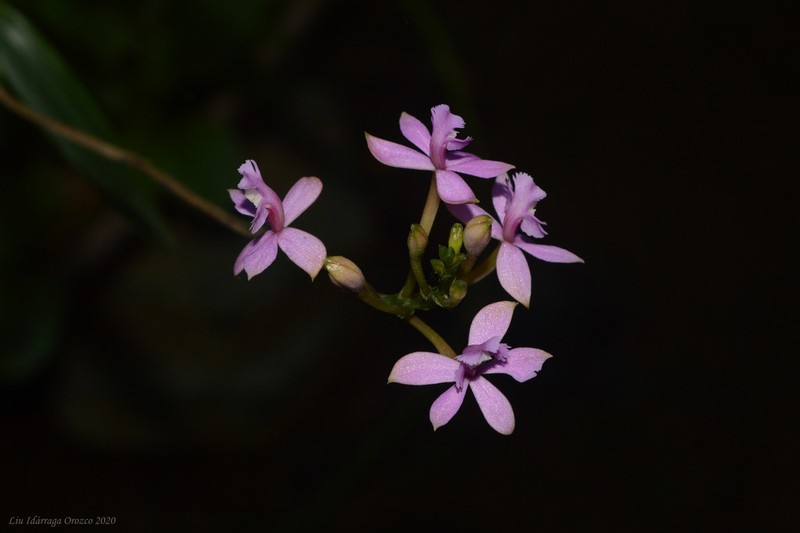 Lopsided Star Orchid photo 3